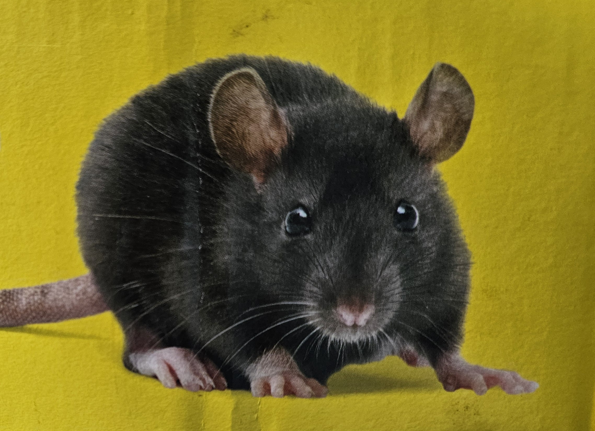Ratte - Nagetier