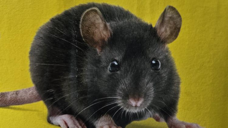 Ratte - Nagetier