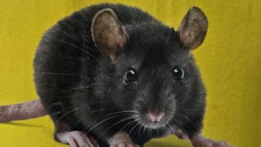 Ratte - Nagetier